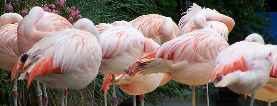 cc攻击免费网页版