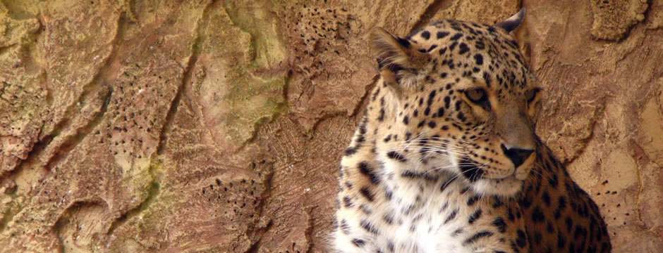 ddos流量攻击购买